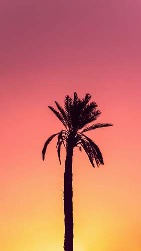 palm tree silhouette photography of palm tree arecaceae